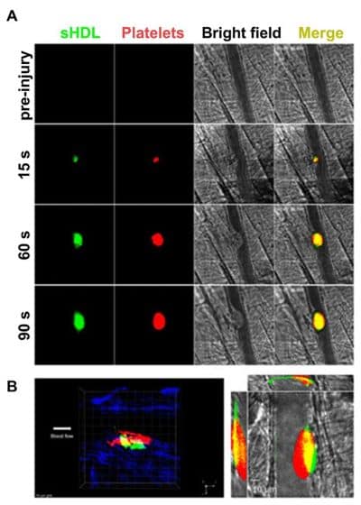 fluorescently-labeled-synthetic Laser-induced cremaster arteriole thrombosis model